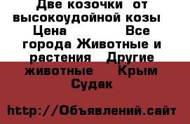 Две козочки  от высокоудойной козы › Цена ­ 20 000 - Все города Животные и растения » Другие животные   . Крым,Судак